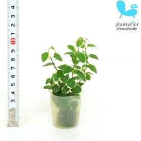 楽天市場 ハイドロカルチャー 苗の通販