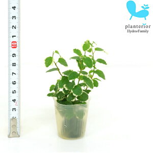 観葉植物 ハイドロカルチャー 苗の通販 価格比較 価格 Com
