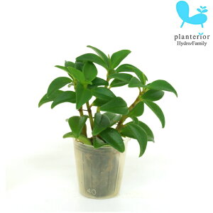 ϗtA nChJ`[ c yy~A Io v`TCY 1