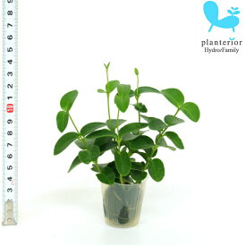 観葉植物 ハイドロカルチャー 苗 ホヤ クミギアーナ プチサイズ 1寸