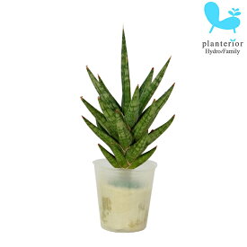【スーパーSALE期間中20％off】観葉植物 ハイドロカルチャー 苗 サンスベリア フランシシー プチサイズ 1寸