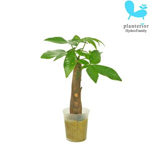 �ϗt�A�� �n�C�h���J���`���[ �c �p�L�� �v�`�T�C�Y�i��j 1��