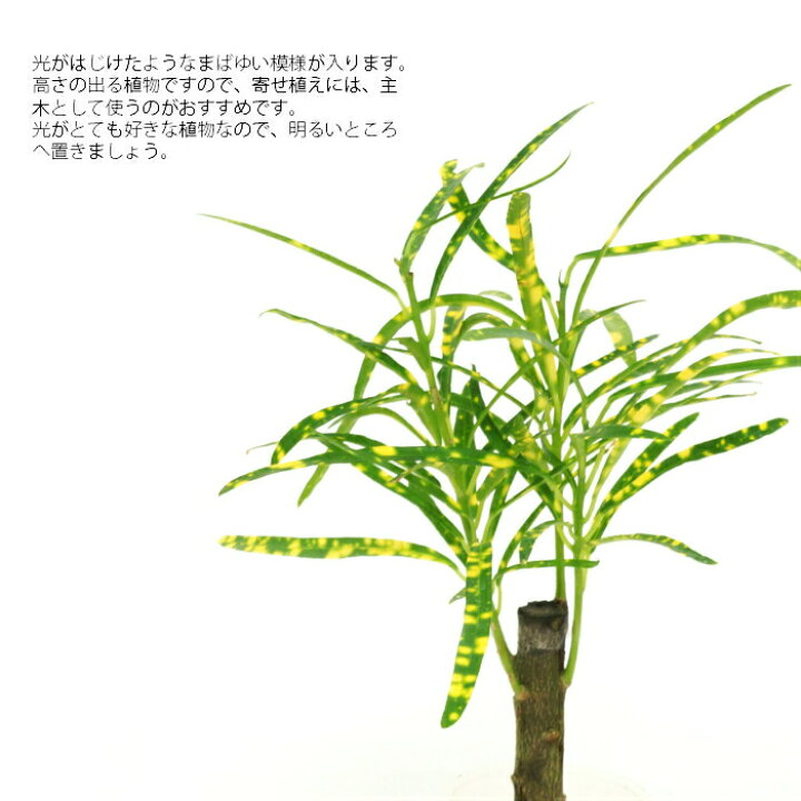 観葉植物 ハイドロカルチャー 苗 クロトン リュウセイ プチサイズ １寸 タノシミドリ