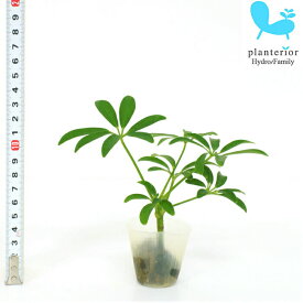 観葉植物 ハイドロカルチャー 苗 シェフレラ コンパクタ プチサイズ 1寸