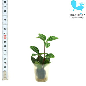 ϗtA nChJ`[ c yy~A veI[^ v`TCY 1