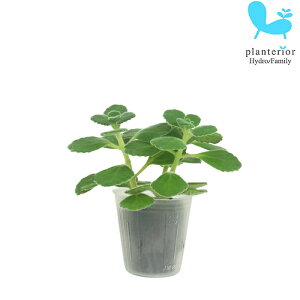 ϗtA nChJ`[ c A}eBJX L[o IKm v`TCY 1