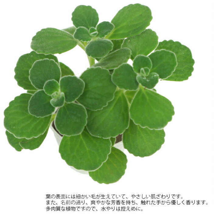 楽天市場 観葉植物 ハイドロカルチャー 苗 アロマティカス キューバ オレガノ プチサイズ 1寸 タノシミドリ 楽天市場 観葉植物 ハイドロカルチャー 苗 アロマティカス キューバ オレガノ プチサイズ 1寸 タノシミドリ