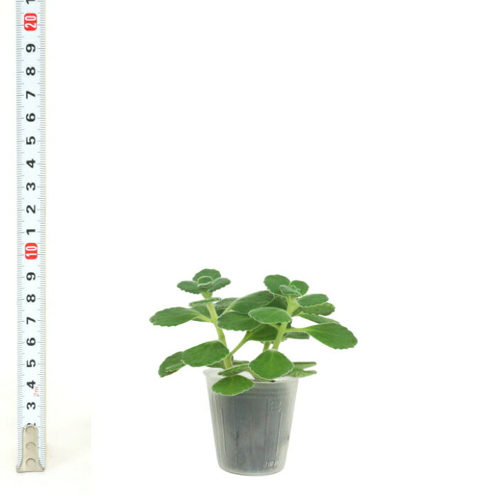 楽天市場 観葉植物 ハイドロカルチャー 苗 アロマティカス キューバ オレガノ プチサイズ 1寸 タノシミドリ 楽天市場 観葉植物 ハイドロカルチャー 苗 アロマティカス キューバ オレガノ プチサイズ 1寸 タノシミドリ