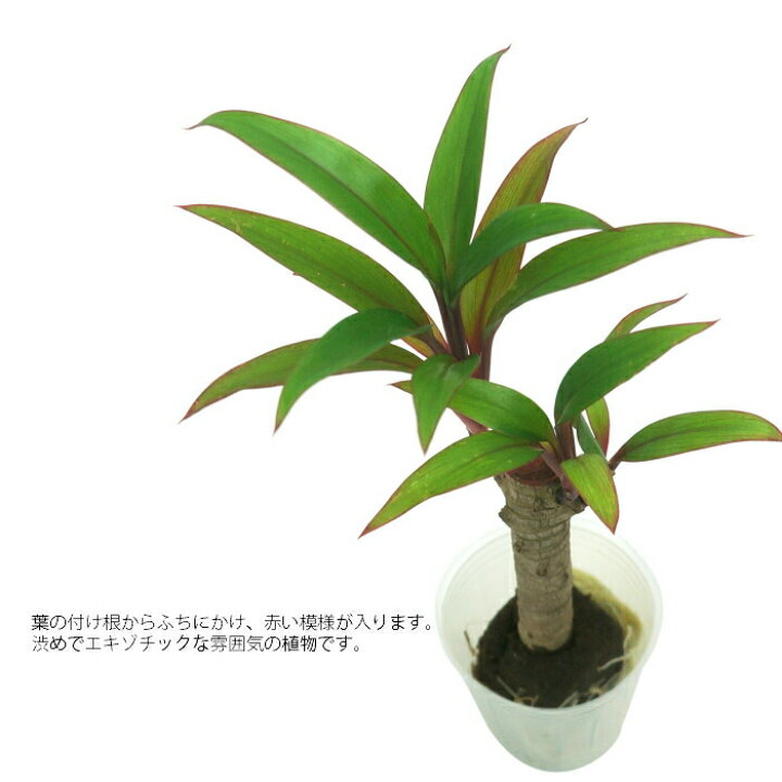 楽天市場 観葉植物 ハイドロカルチャー 苗 コルディリネ パープルコンパクタ プチサイズ １寸 タノシミドリ