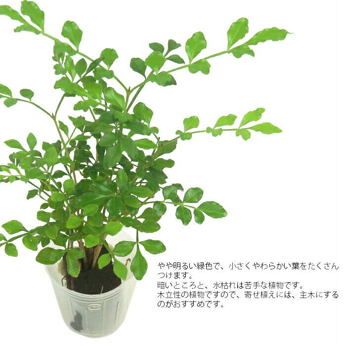 すべての美しい花の画像 ぜいたくハイドロカルチャー 観葉植物 おすすめ