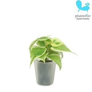 ϗtA nChJ`[ c yy~A ZyX v`TCY 1