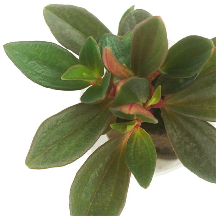 楽天市場】観葉植物 ハイドロカルチャー 苗 ペペロミア シンコラーナ プチサイズ 1寸 : タノシミドリ 楽天市場】観葉植物 ハイドロカルチャー 苗 ペペロミア シンコラーナ プチサイズ 1寸 : タノシミドリ
