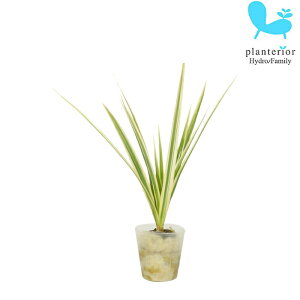 �ϗt�A�� �n�C�h���J���`���[ �c �R���V���l �z���C�{���[ �v�`�T�C�Y 1��