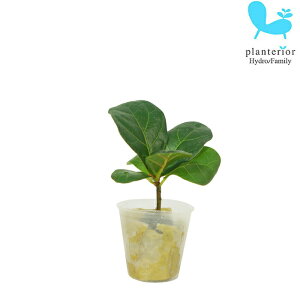 �ϗt�A�� �n�C�h���J���`���[ �c �t�B�J�X �����[�^ �v�`�T�C�Y1��