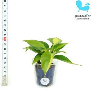 �ϗt�A�� �n�C�h���J���`���[ �c �I�L�V�J���f�B�E�� �u���W�� S�T�C�Y 4.5�p�C 1.5��