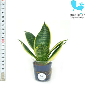 観葉植物 ハイドロカルチャー 苗 サンスベリア グリーングランデ Sサイズ 4.5パイ 1.5寸