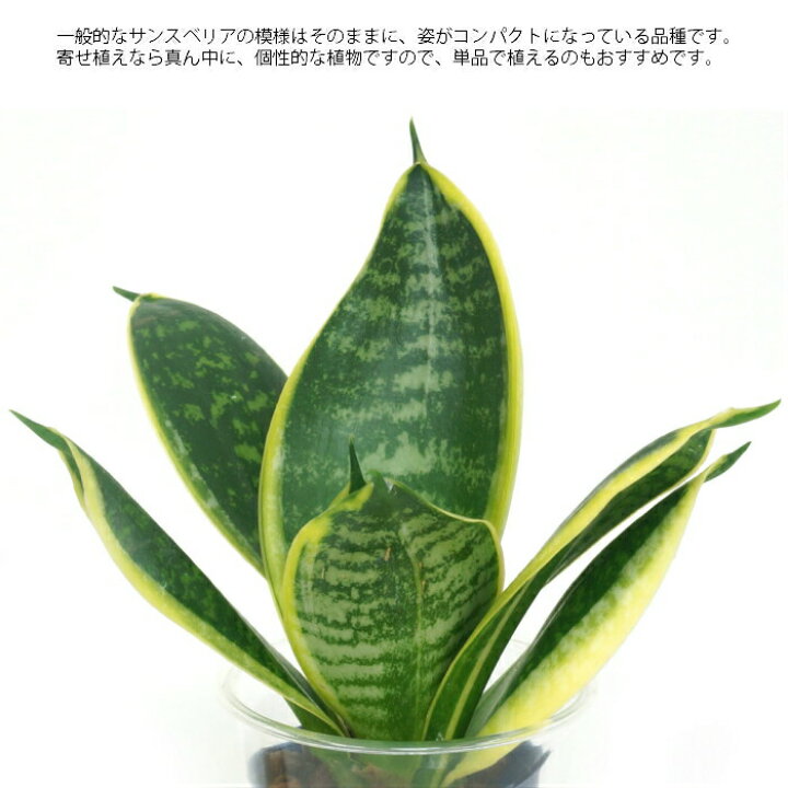 楽天市場 観葉植物 ハイドロカルチャー 苗 サンスベリア グリーングランデ ｓサイズ 4 5パイ 1 5寸 タノシミドリ