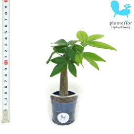 観葉植物 ハイドロカルチャー 苗 パキラ Sサイズ 4.5パイ 1.5寸