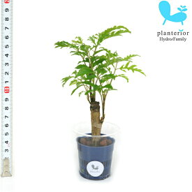 観葉植物 ハイドロカルチャー 苗 ポリシャス フィリシフォリア Sサイズ 4.5パイ 1.5寸