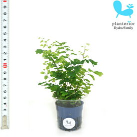 観葉植物 ハイドロカルチャー 苗 アジアンタム Sサイズ 4.5パイ 1.5寸