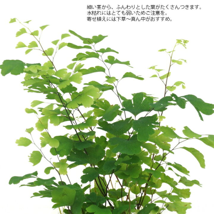 330円 再販ご予約限定送料無料 アジアンタム ハイミニ苗 3号 9f 観葉