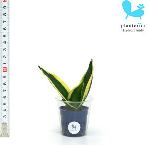 �ϗt�A�� �n�C�h���J���`���[ �c �T���X�x���A �n�j�[�{�j�[ S�T�C�Y 4.5�p�C 1.5��