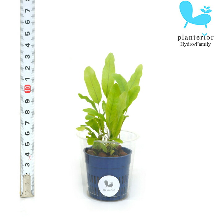 観葉植物 ハイドロカルチャー 苗 フレボディウム Ｓサイズ 4.5パイ 1.5寸