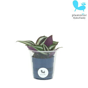 �ϗt�A�� �n�C�h���J���`���[ �c �g���f�B�X�J���`�A �[�u���i �y���f���� S�T�C�Y 4.5�p�C 1.5��