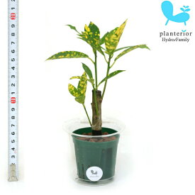 観葉植物 ハイドロカルチャー 苗 クロトン アキュビフォーリア Mサイズ 6パイ 2寸