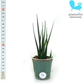 楽天市場 サンスベリア ハイドロカルチャーの通販