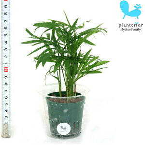 観葉植物 ハイドロカルチャー ヤシ 観葉植物の人気商品 通販 価格比較 価格 Com
