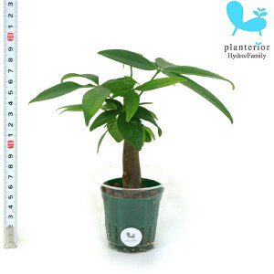 ϗtA nChJ`[ c pL MTCY 6pC 2