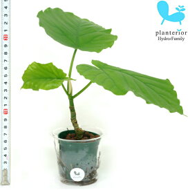 観葉植物 ハイドロカルチャー 苗 フィカス ウンベラータ Mサイズ 6パイ 2寸