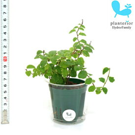 観葉植物 ハイドロカルチャー 苗 プミラ サニーホワイト Mサイズ 6パイ 2寸