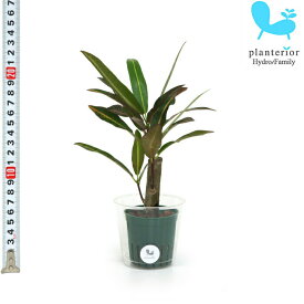 観葉植物 ハイドロカルチャー 苗 クロトン エクスカレンス Mサイズ 6パイ 2寸