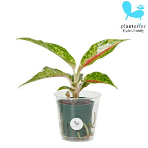 ϗtA nChJ`[ c AOIl} iCgXp[N MTCY 6pC 2