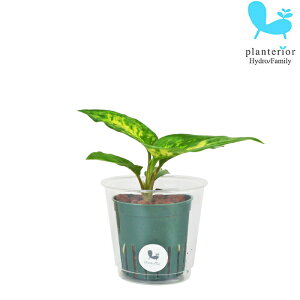 ϗtA nChJ`[ c fBtFoLA TuC MTCY 6pC 2