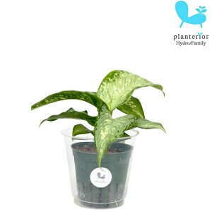 ϗtA nChJ`[ c fBtFoLA eBL MTCY 6pC 2