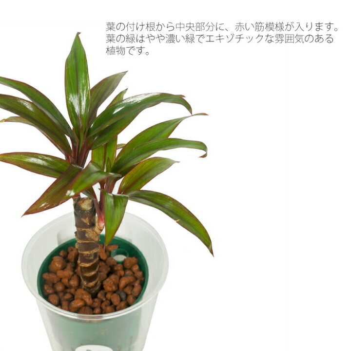 楽天市場】観葉植物 ハイドロカルチャー 苗 コルディリネ パープル 