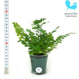 観葉植物 ハイドロカルチャー 苗 アジアンタム Mサイズ 6パイ 2寸