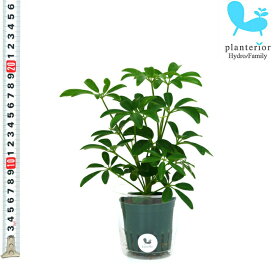 観葉植物 ハイドロカルチャー 苗 シェフレラ コンパクタ Mサイズ 6パイ 2寸