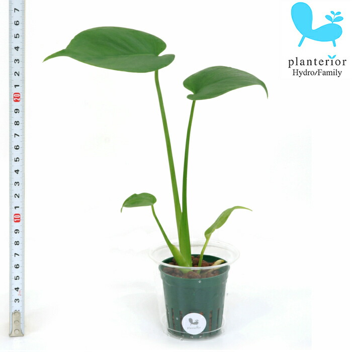 観葉植物 ハイドロカルチャー 素晴らしい 苗 モンステラ 6パイ Ｍサイズ 最大84%OFFクーポン 2寸