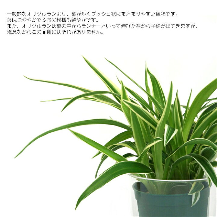 楽天市場 観葉植物 ハイドロカルチャー 苗 シャムオリヅルラン ｍサイズ 6パイ 2寸 タノシミドリ