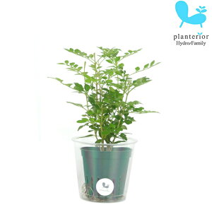 �ϗt�A�� �n�C�h���J���`���[ �c �g�l���R M�T�C�Y 6�p�C 2��