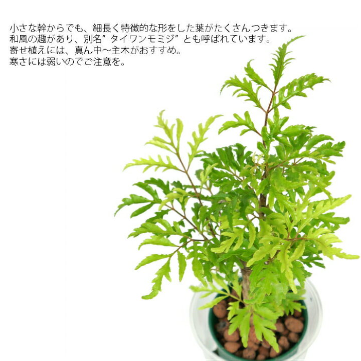 楽天市場 観葉植物 ハイドロカルチャー 苗 ポリシャス フィリシフォリア タイワンモミジ ｍサイズ 6パイ 2寸 タノシミドリ
