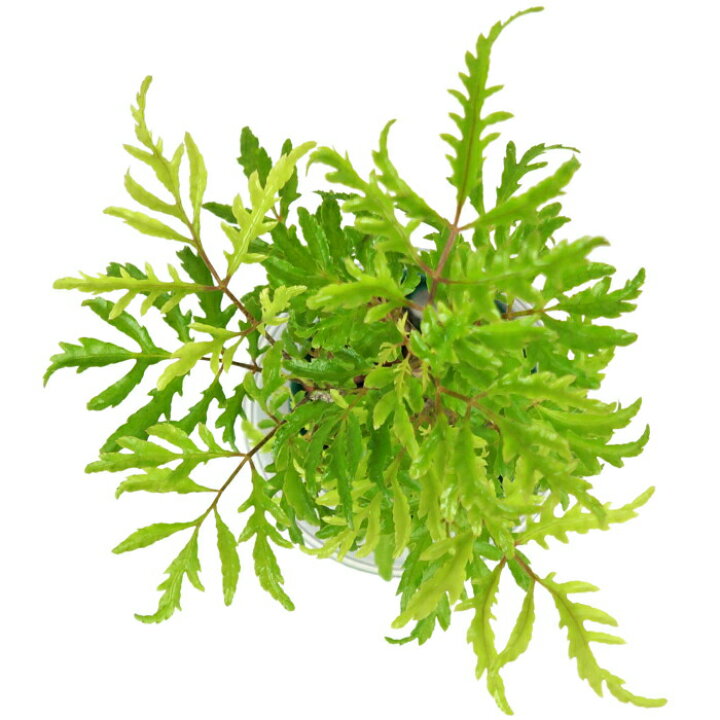 楽天市場 観葉植物 ハイドロカルチャー 苗 ポリシャス フィリシフォリア タイワンモミジ ｍサイズ 6パイ 2寸 タノシミドリ