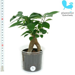 観葉植物 ハイドロカルチャー 苗の人気商品 通販 価格比較 価格 Com