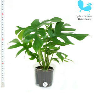 観葉植物 ハイドロカルチャー モンステラの人気商品 通販 価格比較 価格 Com