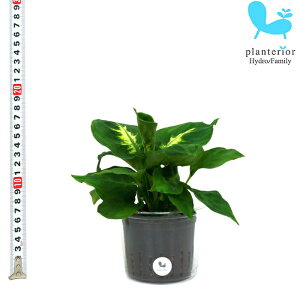 ディフェンバキア 観葉植物 観葉植物の人気商品 通販 価格比較 価格 Com