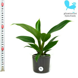 観葉植物 ハイドロカルチャー 苗 フィロデンドロン インペリアルグリーン Lサイズ 9パイ 3寸